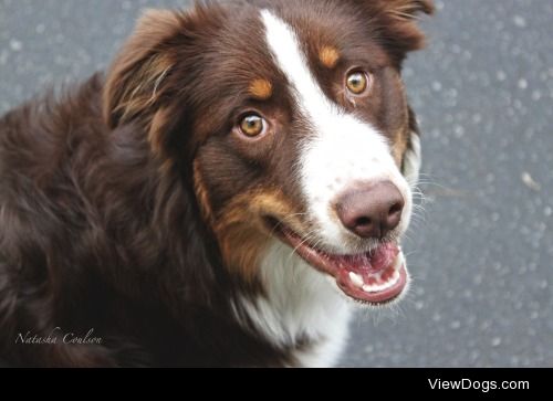 This is my red-tri Australian Shepherd, Jace, at 7 months. 