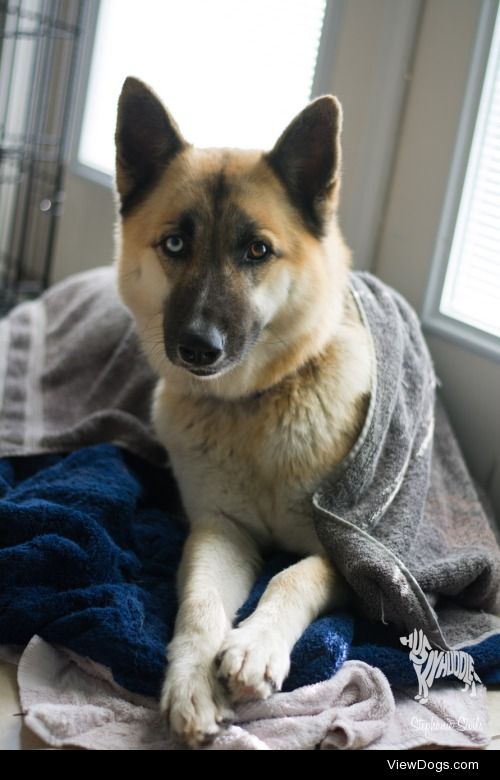 huskyhuddle:

Post bath cutie. 
I think she likes me :)