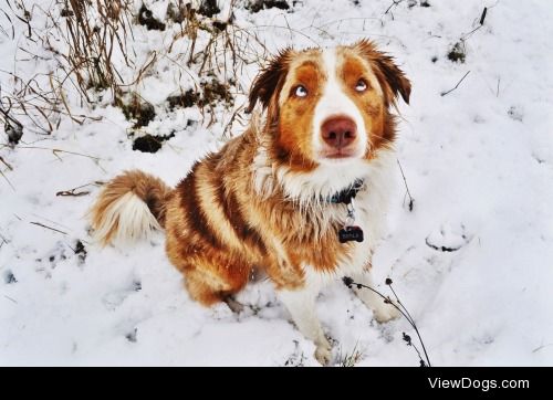 Benji the aussie snow pup.