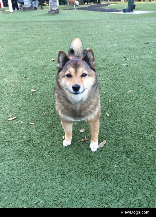 Vixen in Coconut Grove, Miami. My beautiful ten year old Shiba…