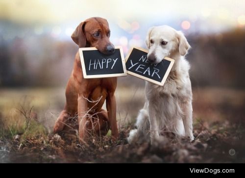 Happy New Year!


Hannah Meinhardt