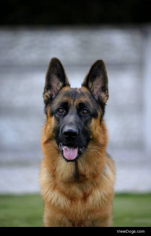 Tango, the German Shepherd


Karola Strzelecka