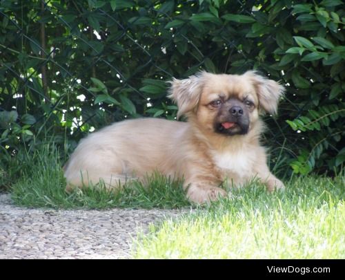 Lucky
9 years old Pekinese-Mix from Germany, Wangen im Allgäu