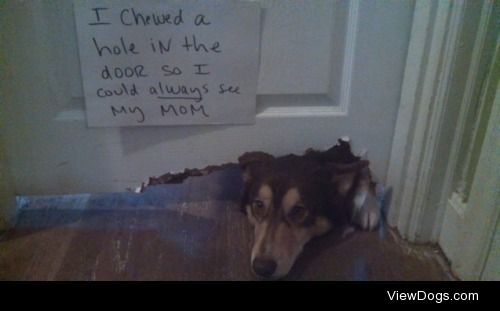 Doggie-door solution

Doggie solution to missing his mom