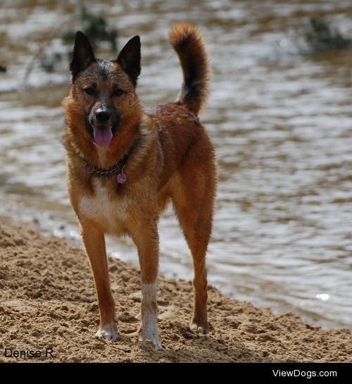 My happy playfull 3 year old Belgian shepherd x Border Collie