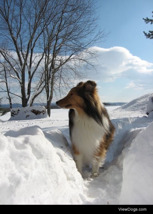 Rennie, our shetland sheepdog, modeling in the snow.