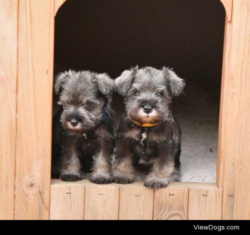 perfectdogs:

Here’s 6 week old Aska with the second smallest…