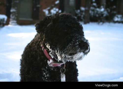 Portuguese Water Dog