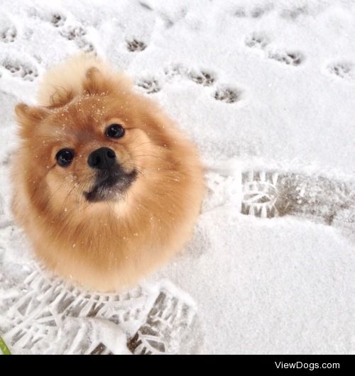 My four year-old puffball of a Pomeranian, Gizmo.