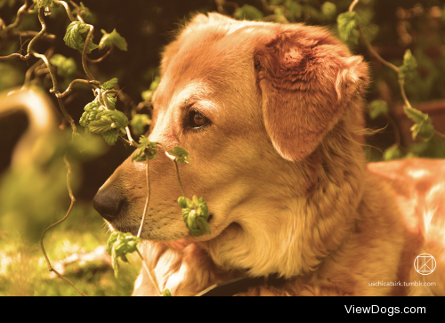 Taschka. A picture of my boyfriend´s parents´ dog Taschka. She´s…