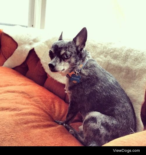This is Beauregard, a dashing Chihuahua/Blue Heeler mix