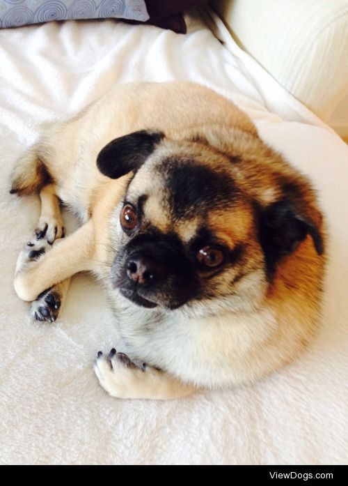This is Riley, she is a pug and chihuahua mix.