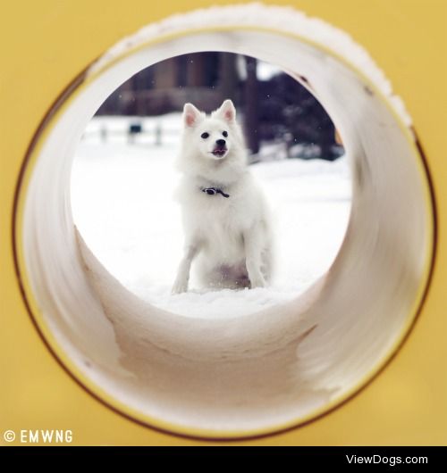 Kokoro the american eskimo, via instagram.com/emwng