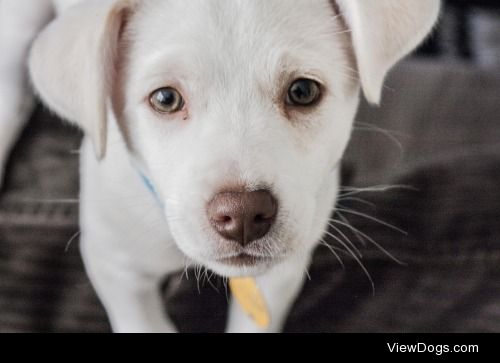 Stella at about 3 months old :) She’s a rescue pup from…