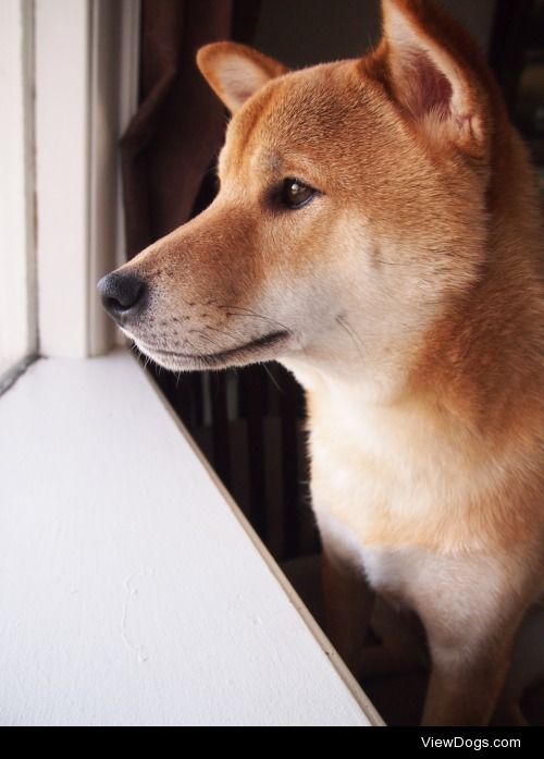 Kaji waiting at the window.