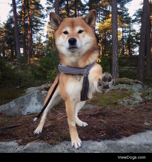 Yuni the red sesame Shiba wishing everyone a superb 2015!