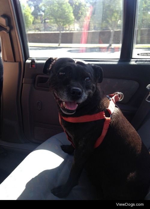 Coby, my twelve year old English Staffy Bull Terrier