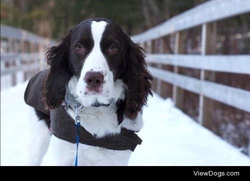 Maggie, a Springer Spaniel I met on a walk the other day!