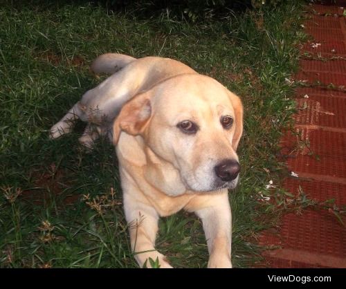 An old picture of my cream labrador, Pipa, she was such a sweet…