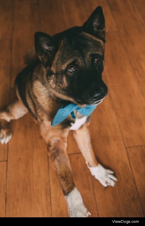 My handsome Akita, Hugo, whose puppy-dog eyes game is strong….