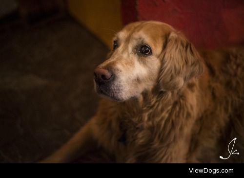 Meet Rocky; the patron of the hostel I stayed at in Zermatt,…