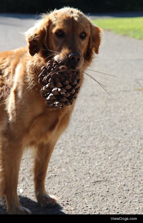 Golden Retriever seen while walking through Santa Barbara, CA