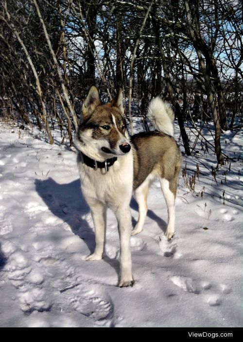 Flint – West Siberian Laika