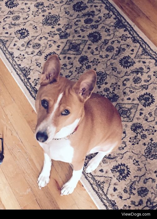 Jake the Basenji! His hobbies include taking long naps and…