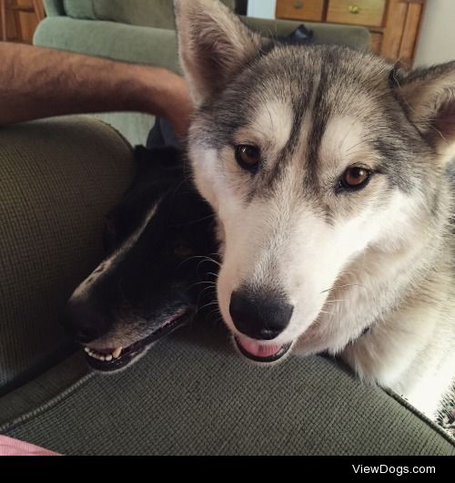 This is our two year old husky hurley, the most photogenic one…