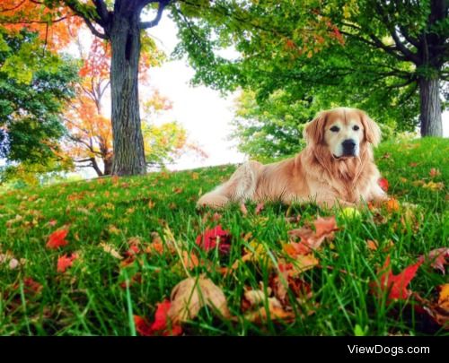 Hudson, with his ball. #goldenretriever #handsomedogs #olderdogs