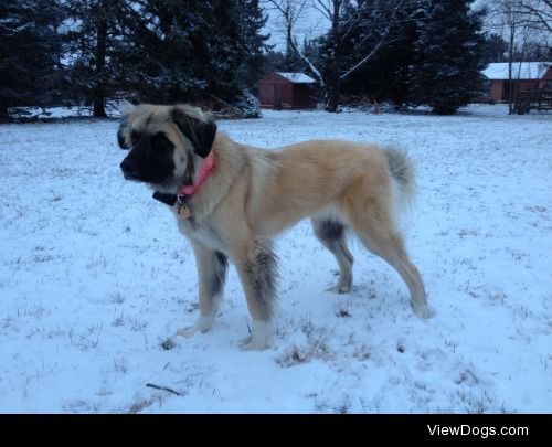 Shiloh is a 1 year old pyrenees/mastiff mix and the snow does…