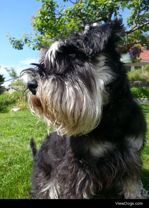 Zippo, the 7 year old Norwegian Miniature Schnauzer.