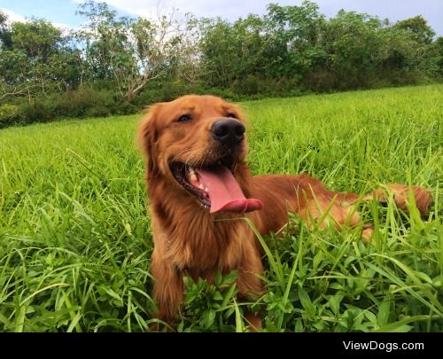 Radar, red Golden Retriever