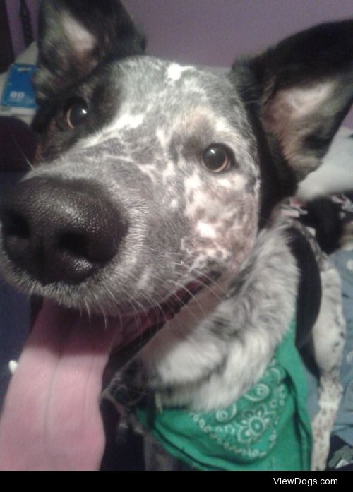 This is Ryder, the Australian Cattle Dog