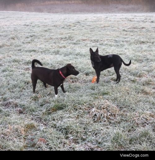 Petra (left), my grans dog and Abra my dog on a very frosty…