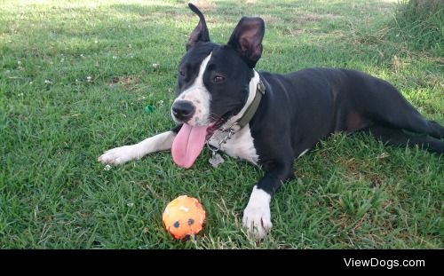 Luba an American Staffordshire Terrier of 1 year old!
My lovely…