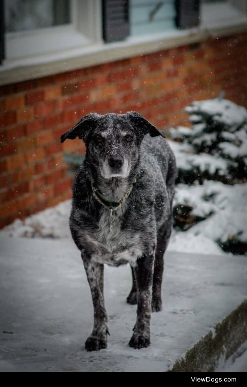 Blue Doggy in the snow. Female catahoula mix. 12 yrs old