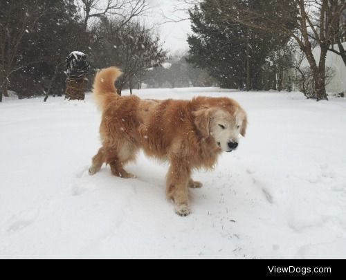 chrisbetweensleep:

Samson and his favorite type of weather all…