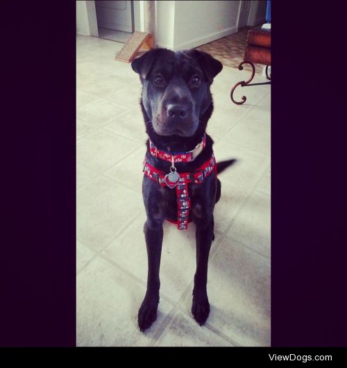 Zane, my 1 year old Sharpei/lab mix. 