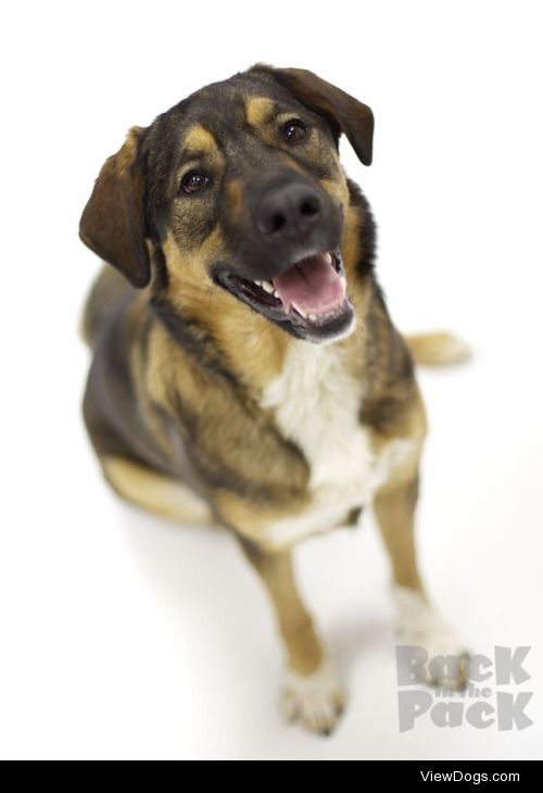 My professional portrait of Olive, the Saint Bernard x Alaskan…