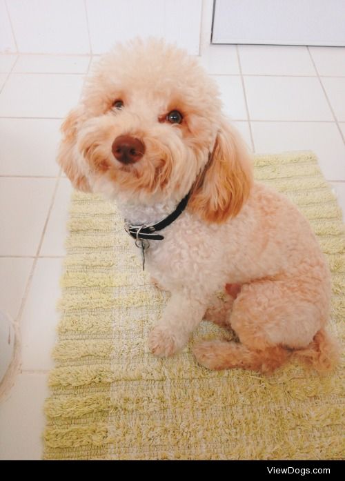 This is my 2 year old toy poodle, Conan! 
–