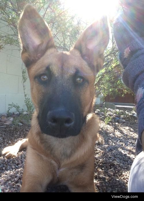 All ears! Husky Belgian shepherd mix, Kratos.