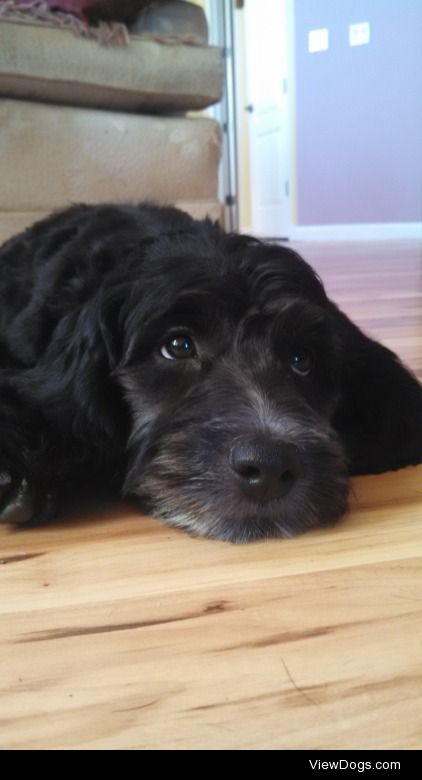 Cosmo.
Cocker Spaniel Poodle Mix.
2 months old.
Small.
Loving. 