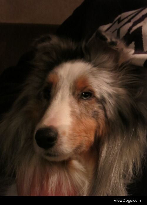 Indy the Sheltie.