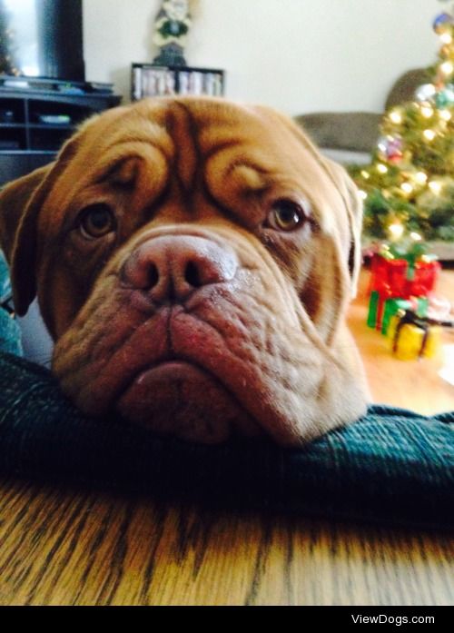 This is Brutus the French mastiff, he looks big and mean but hes…