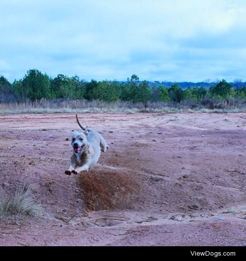 Leda the flying pit bull. 