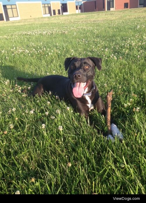 My beautiful girl Nora. She loves running and eating sticks!