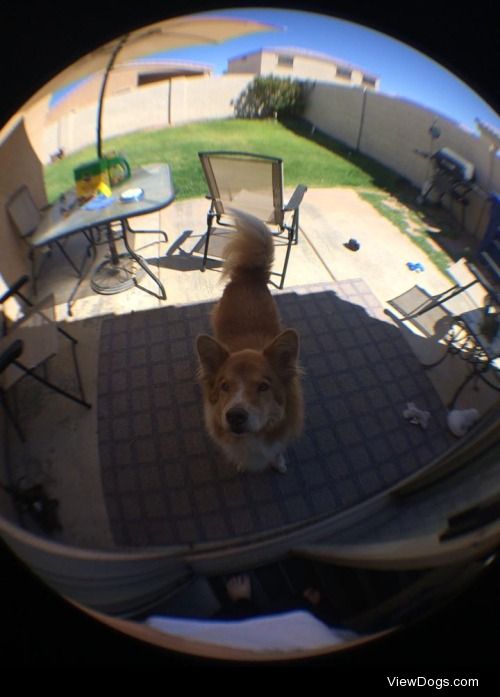 My Chow/Shepard mix Strider through my new fisheye lens!