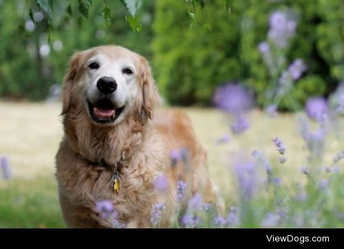 my sweet old golden retriever, Shasta