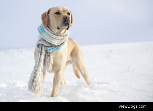 Labrador Toby


Veronika Krupová